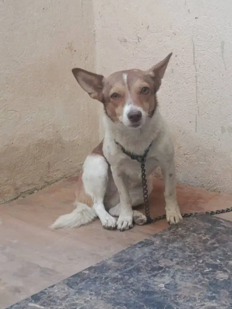 سگ پا کوتاه اشپیتز|سگ|دزفول, |دیوار