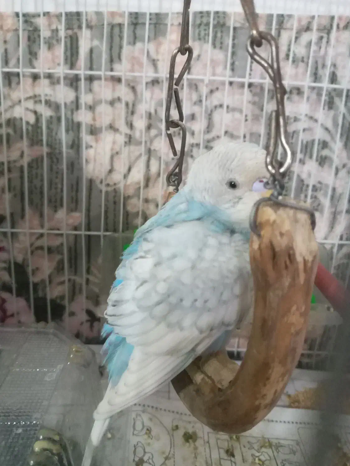 مرغ عشق|پرنده|خواف, |دیوار