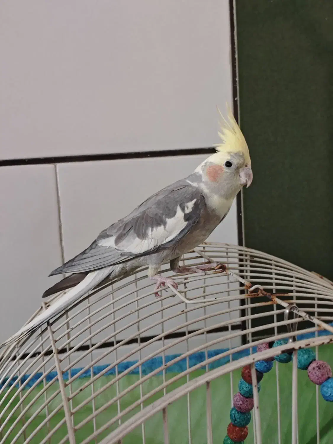 عروس هلندی گم شده|پرنده|فلاورجان, |دیوار