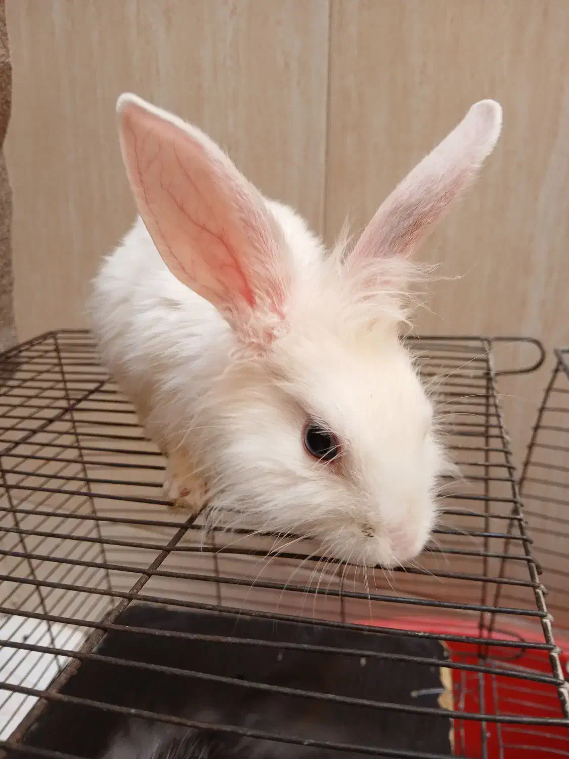 خرگوش چشم دورنگ|موش و خرگوش|قم, شاه ابراهیم|دیوار