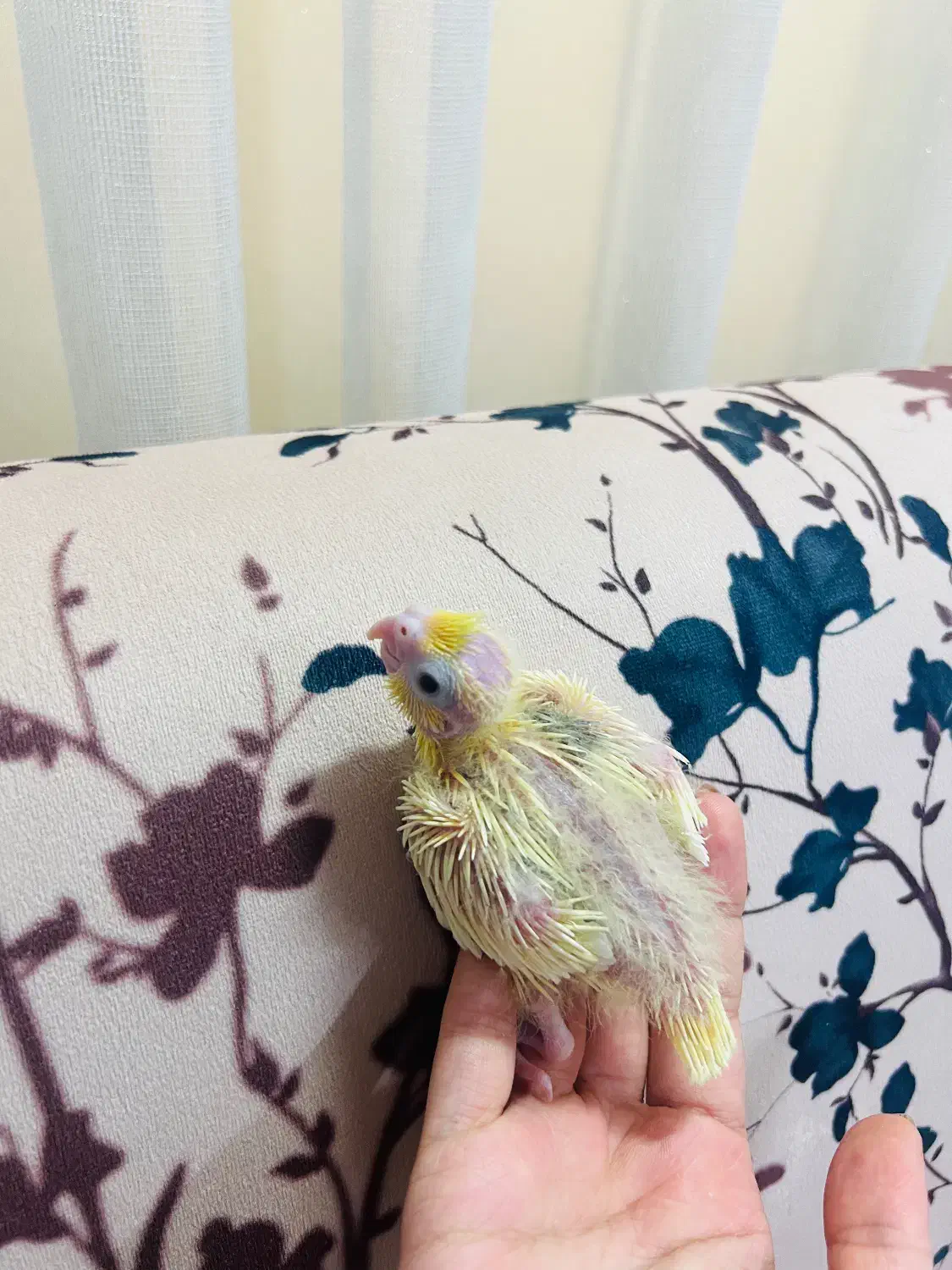 جوجه عروس هلندی سرلاکی|پرنده|رشت, شهریاران|دیوار