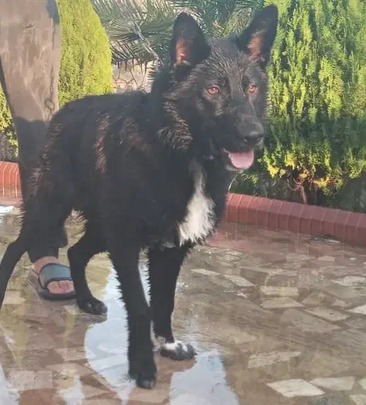 سگ ژرمن بلک|سگ|خشکبیجار, |دیوار