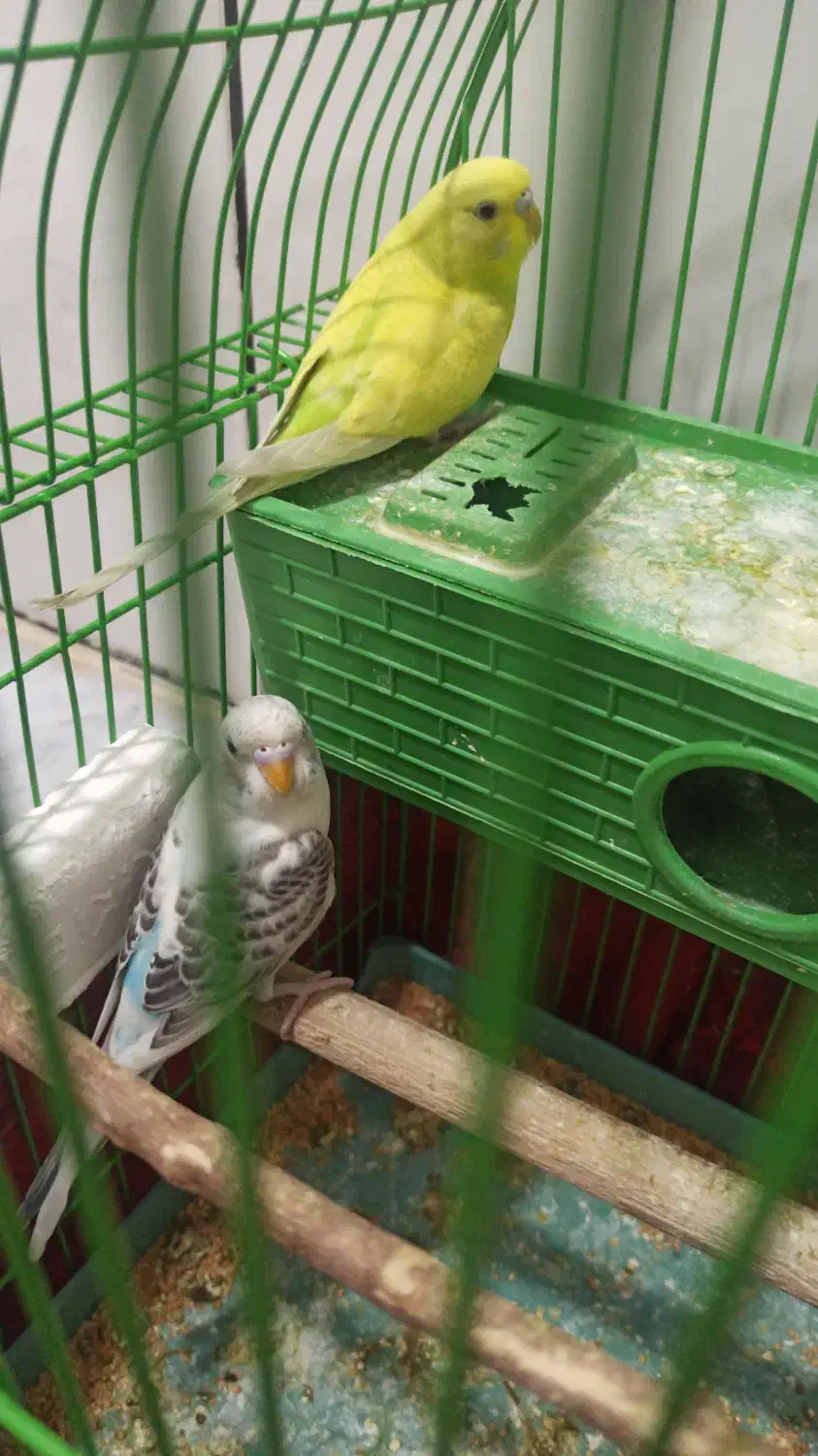 مرغ عشق|پرنده|بمپور, |دیوار