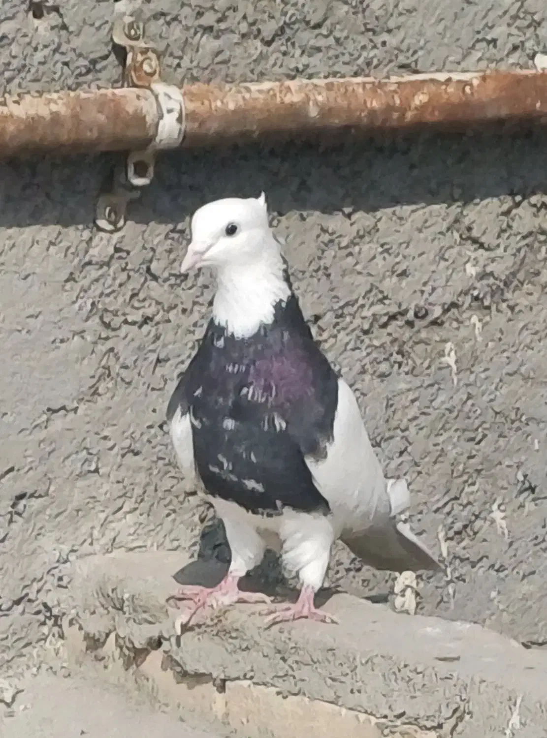 طوقی زرین سیاه نر|پرنده|باوی, |دیوار