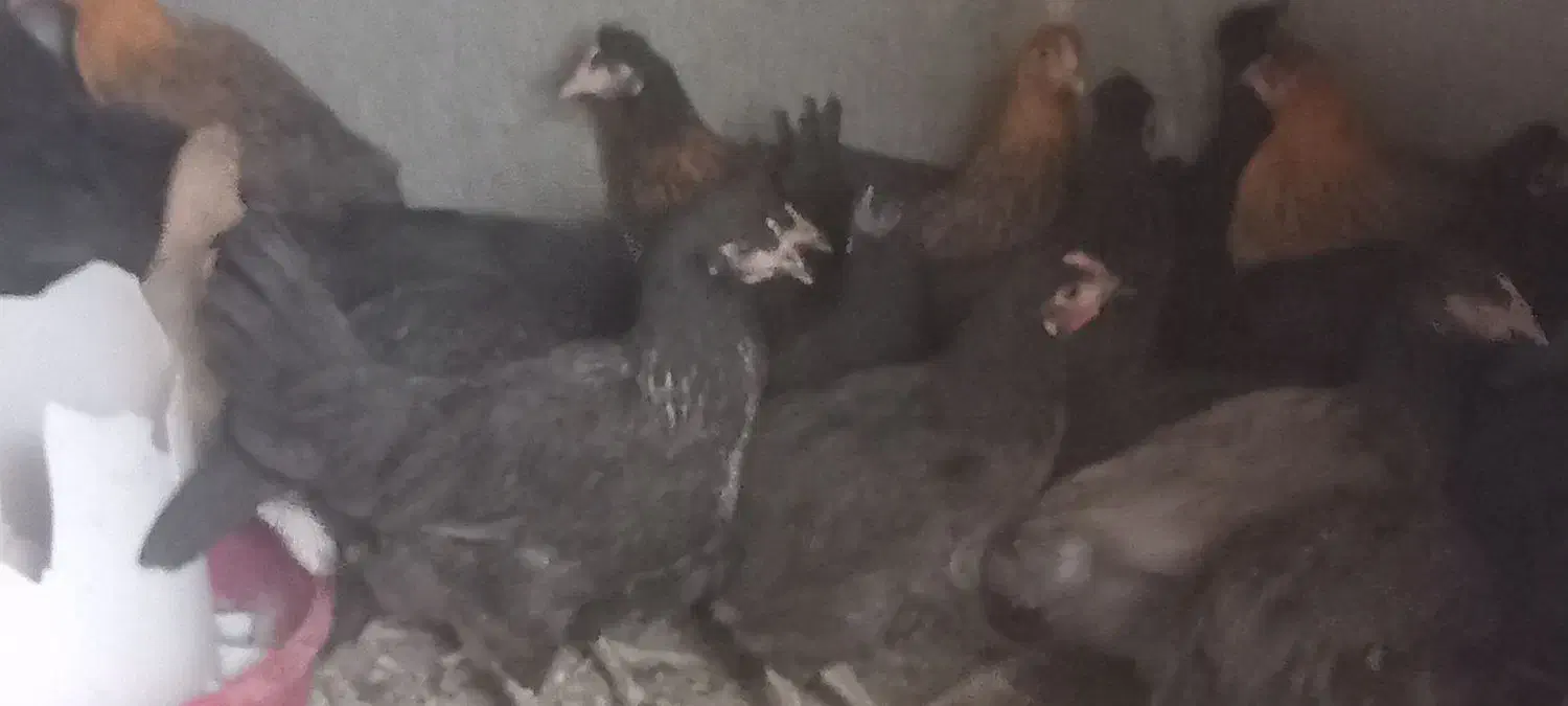 مرغ وخروس رسمی قلم سیاه نزدیک به تخم|حیوانات مزرعه|یزد, |دیوار