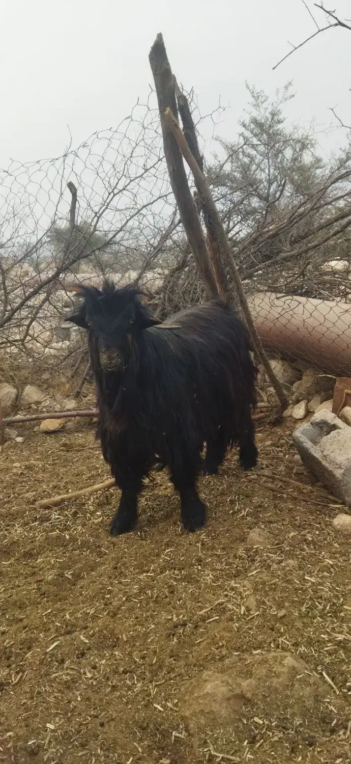 پازن بختیاری جوان23000000|حیوانات مزرعه|دوگنبدان, |دیوار