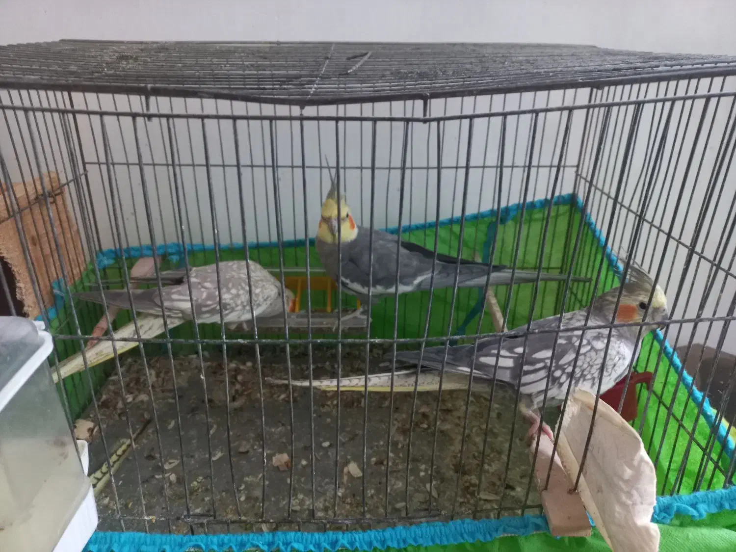 ۳ عدد طوطی عروس فروش فوری|پرنده|رشت, لاکان شهر|دیوار