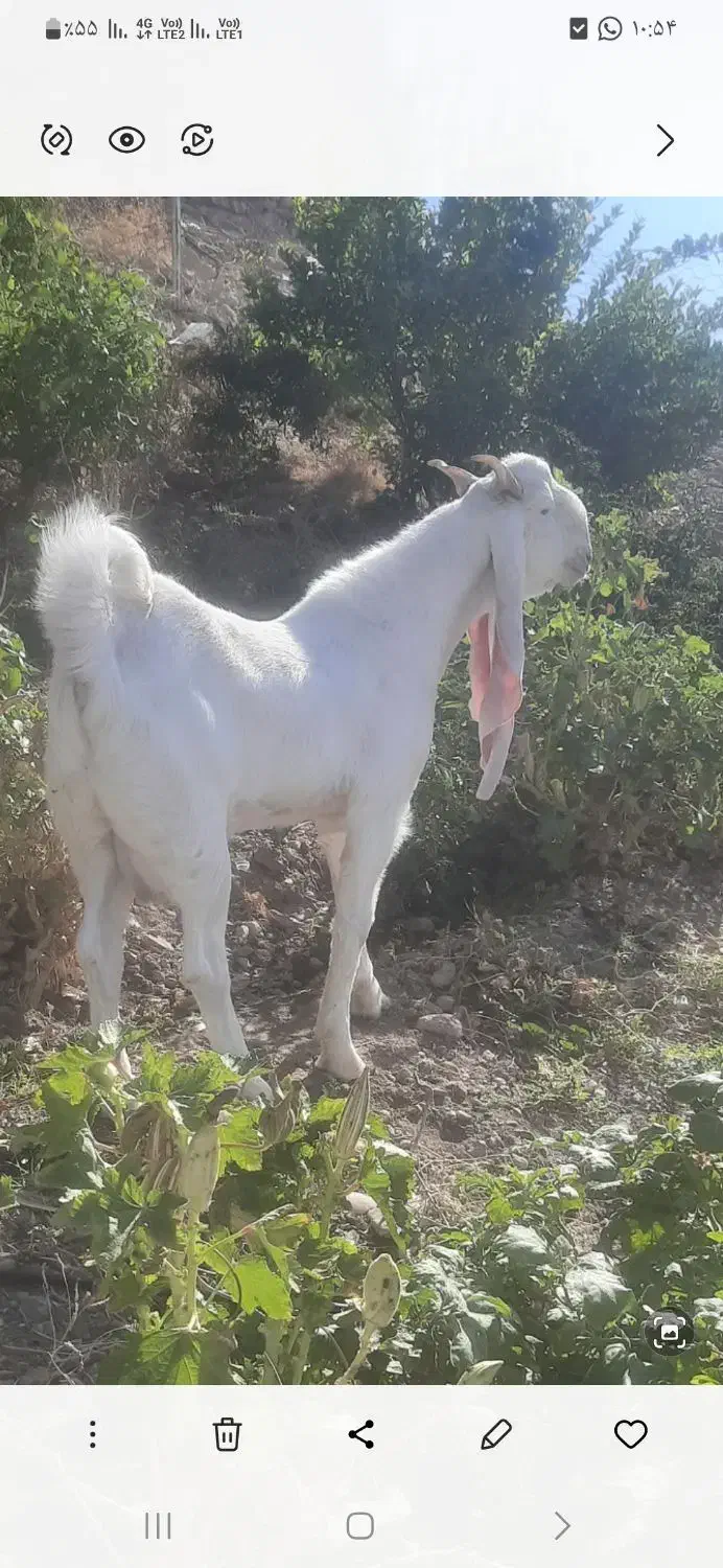 پازن گلابی هنوز ۹ماهشه|حیوانات مزرعه|بهبهان, |دیوار