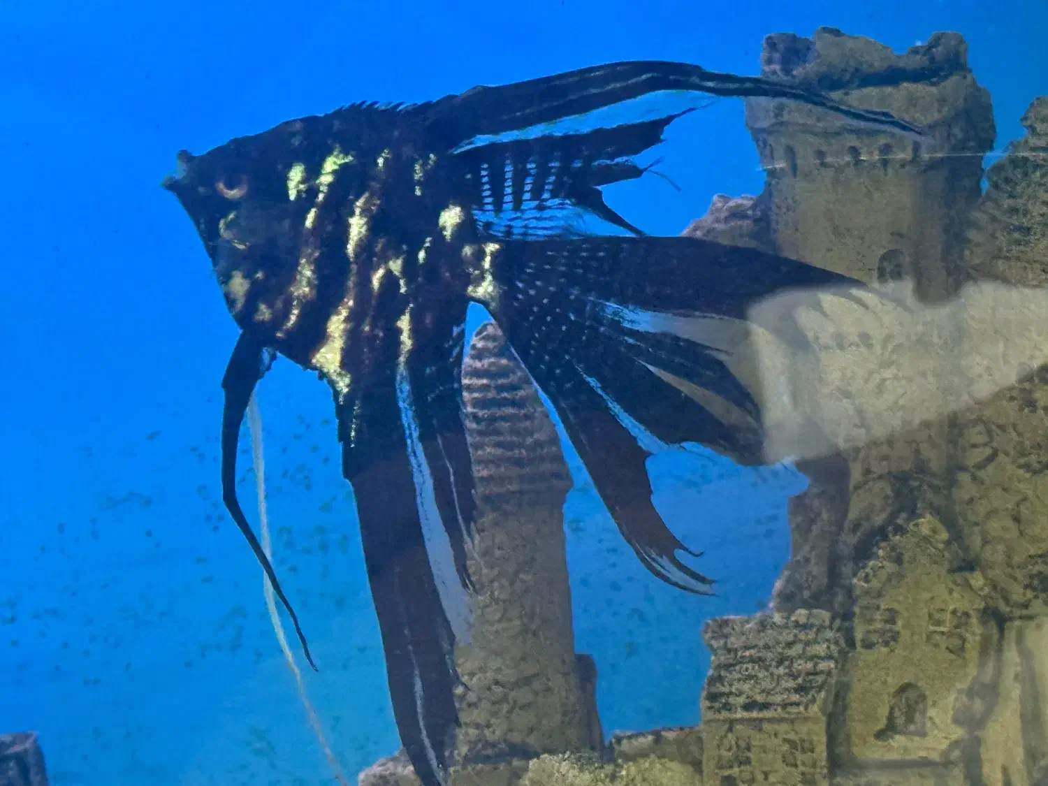 ماهی ،حلزون|ماهی|اسفرورین, |دیوار