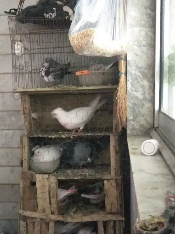 کبوتر پیدا شده کاکل|حیوانات|آستانه اشرفیه, |دیوار