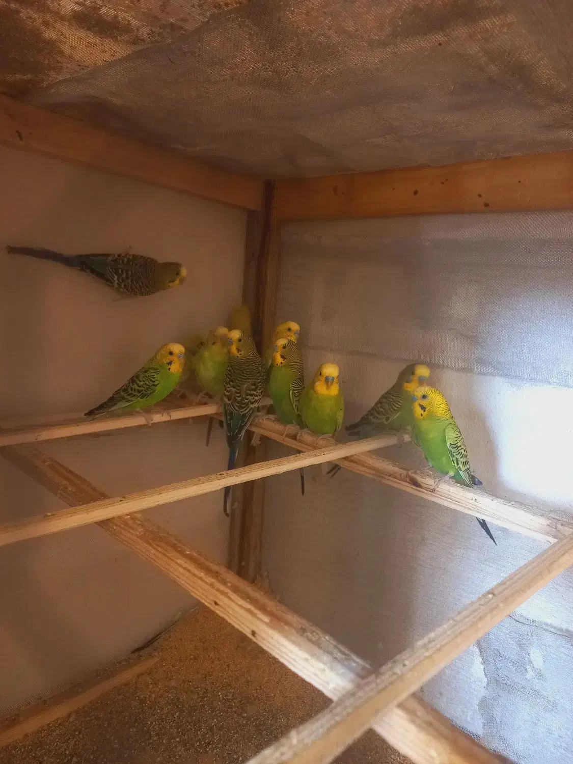 مرغ عشق|پرنده|بندر ترکمن, |دیوار