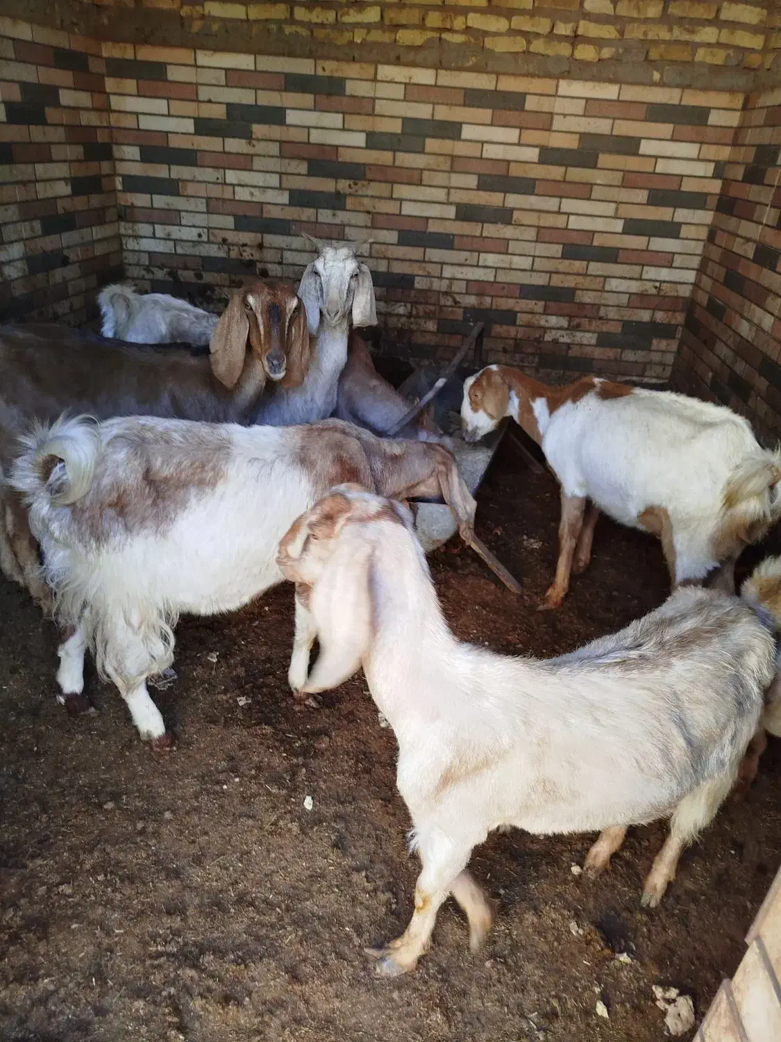 بز شیر ده|حیوانات مزرعه|میبد, |دیوار