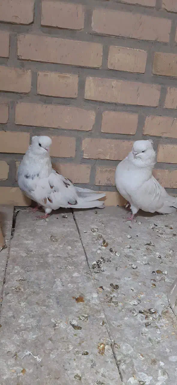 نوک قنار|پرنده|ابریشم, |دیوار