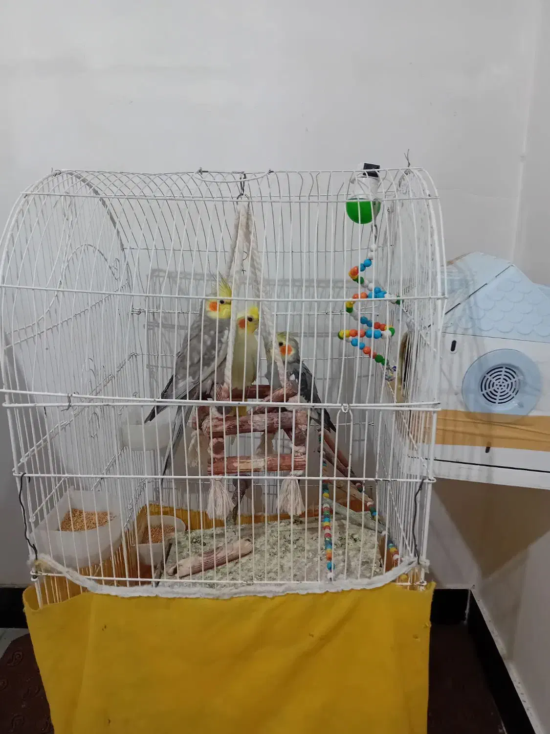 عروس هلندی|پرنده|شهریار, اسد‌آباد|دیوار