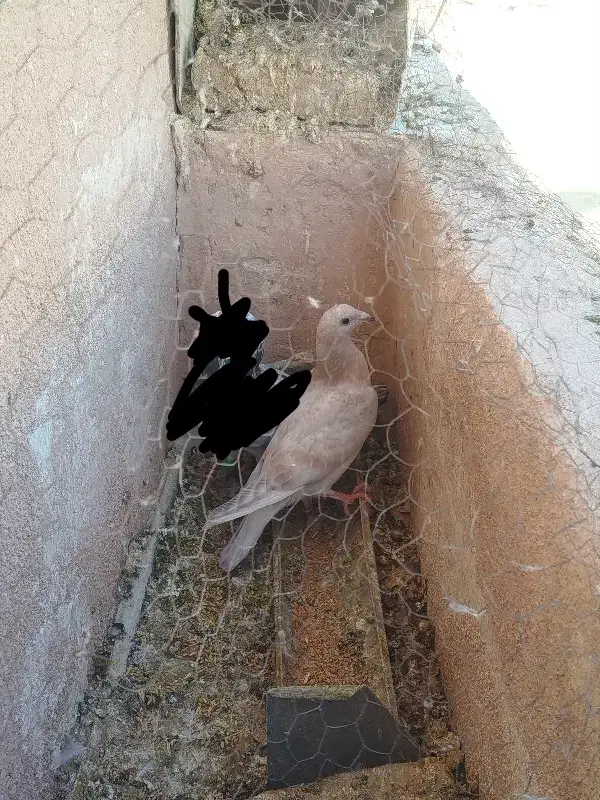 جوجه سار|پرنده|تربتحیدریه, شهرک ولیعصر|دیوار