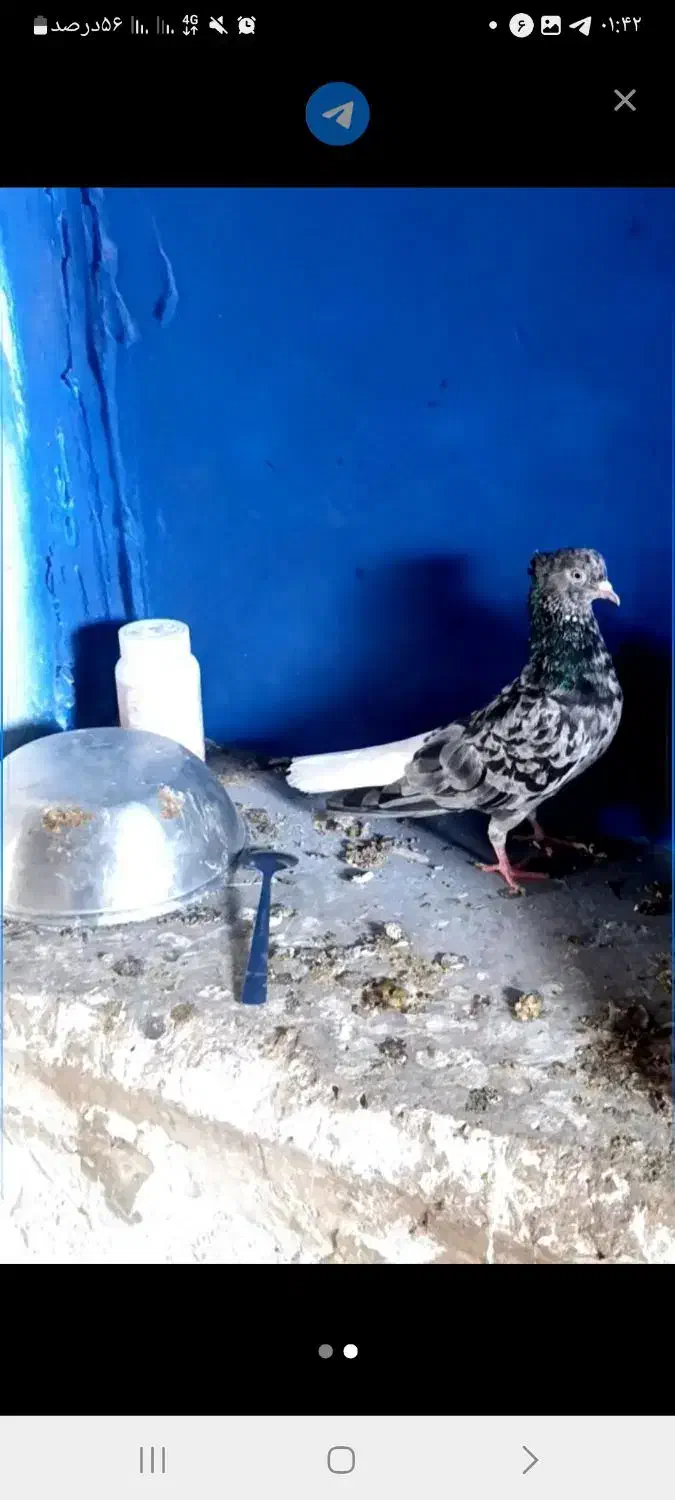 دم سفید|پرنده|بیرجند, |دیوار