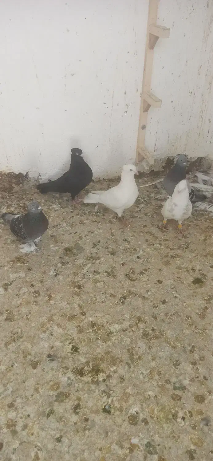 کبوتر|پرنده|شیراز, شهرک گلها|دیوار