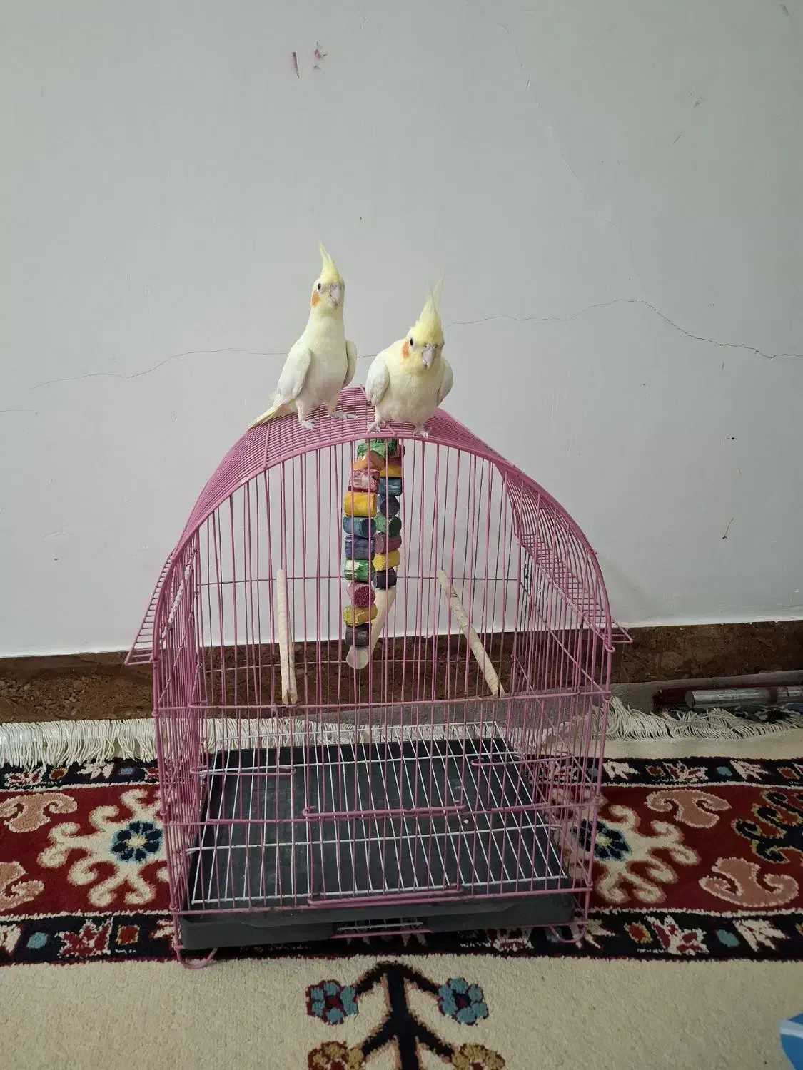 پرنده|پرنده|دیلم, |دیوار