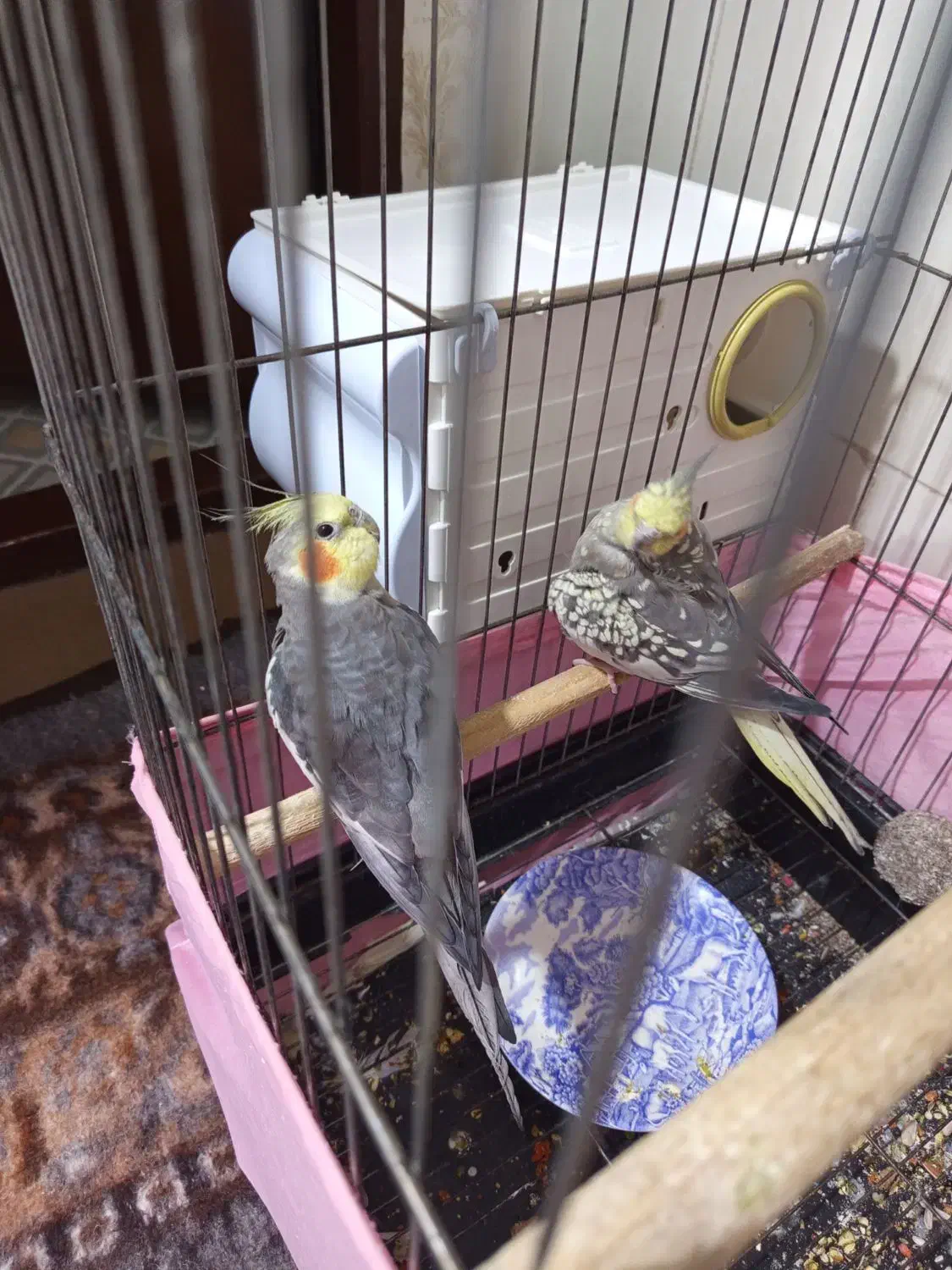 عروس هلندی های سالم و آماده جوجه کشی|پرنده|خوی, |دیوار