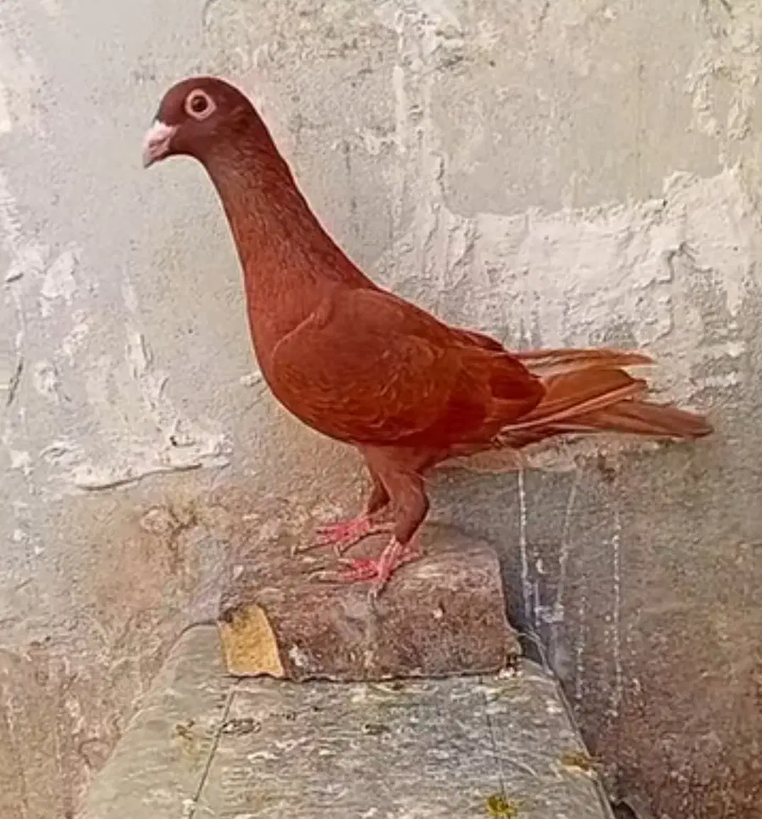 کفتر خ ر ی د ا م|پرنده|سده (خراسان جنوبی), |دیوار