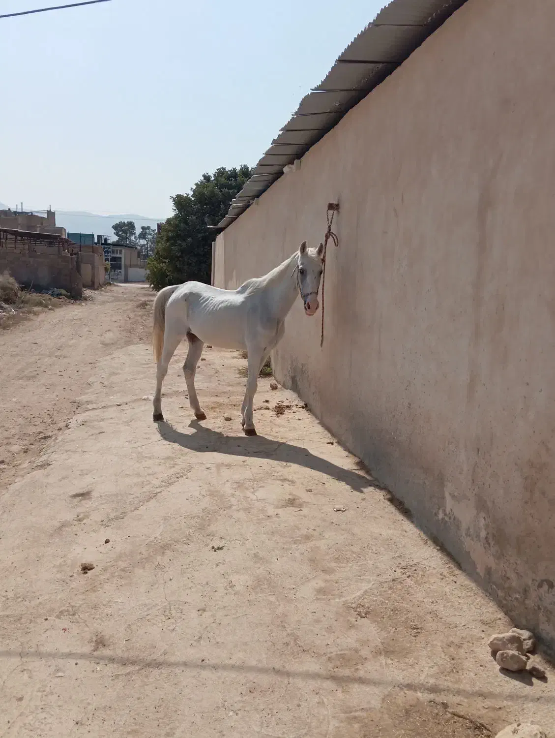 اسب مادیان|اسب و تجهیزات اسب‌سواری|شیراز, جرسقان|دیوار
