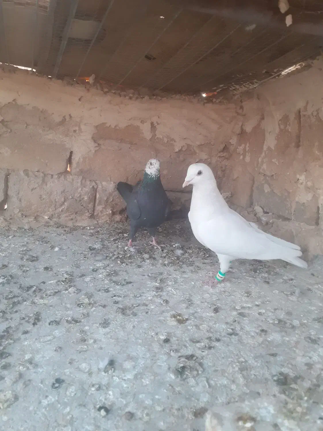 جفت نرماده|پرنده|تربت‌حیدریه, کوی شهید احمدزاده ملکی|دیوار