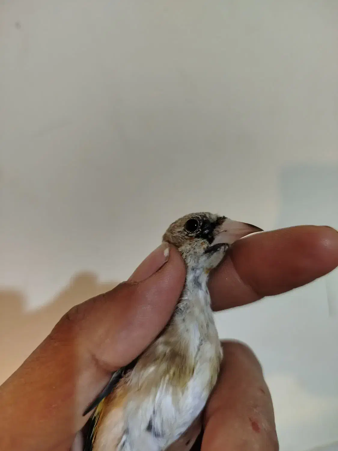 معاوضه با قناری|پرنده|کیار, |دیوار