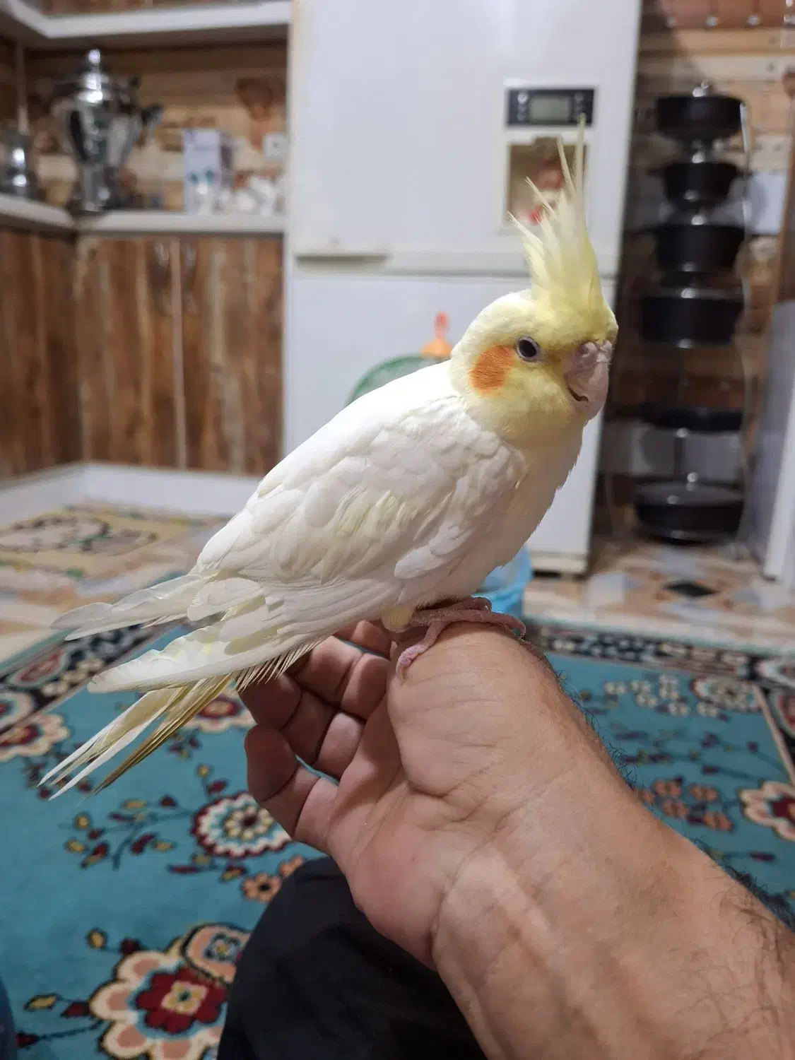 عروس هلندی|پرنده|گرگان, |دیوار