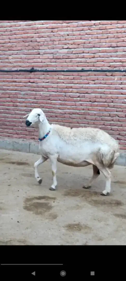 میش آبستن و قوچ|حیوانات مزرعه|ملکان, |دیوار