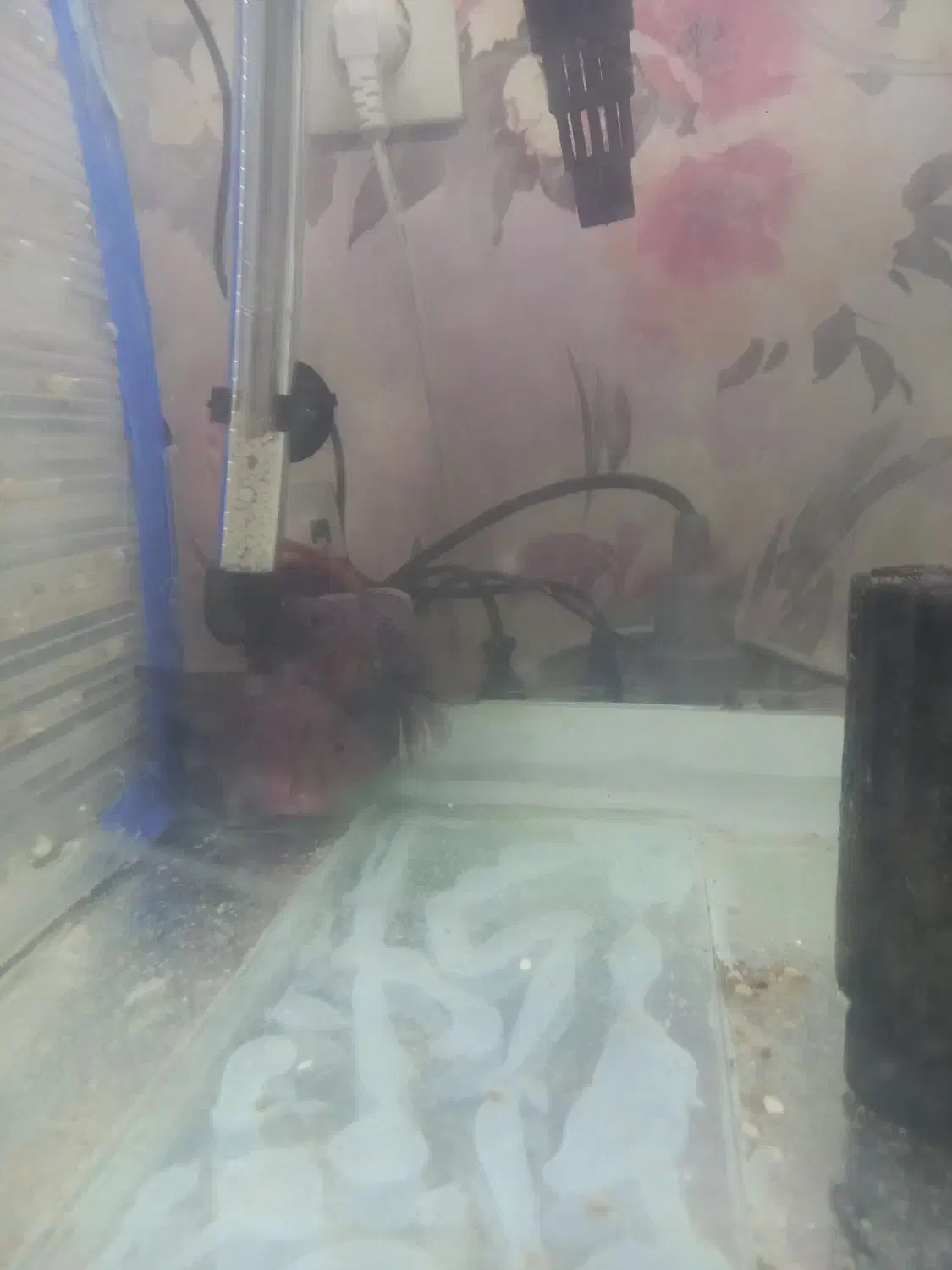 ماهی|ماهی|اصفهان, فرودگاه شهید بهشتی|دیوار