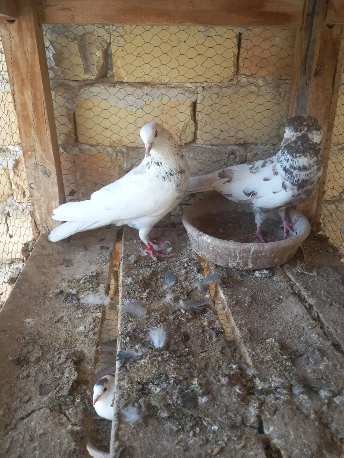 پرنده|پرنده|آران و بیدگل, |دیوار