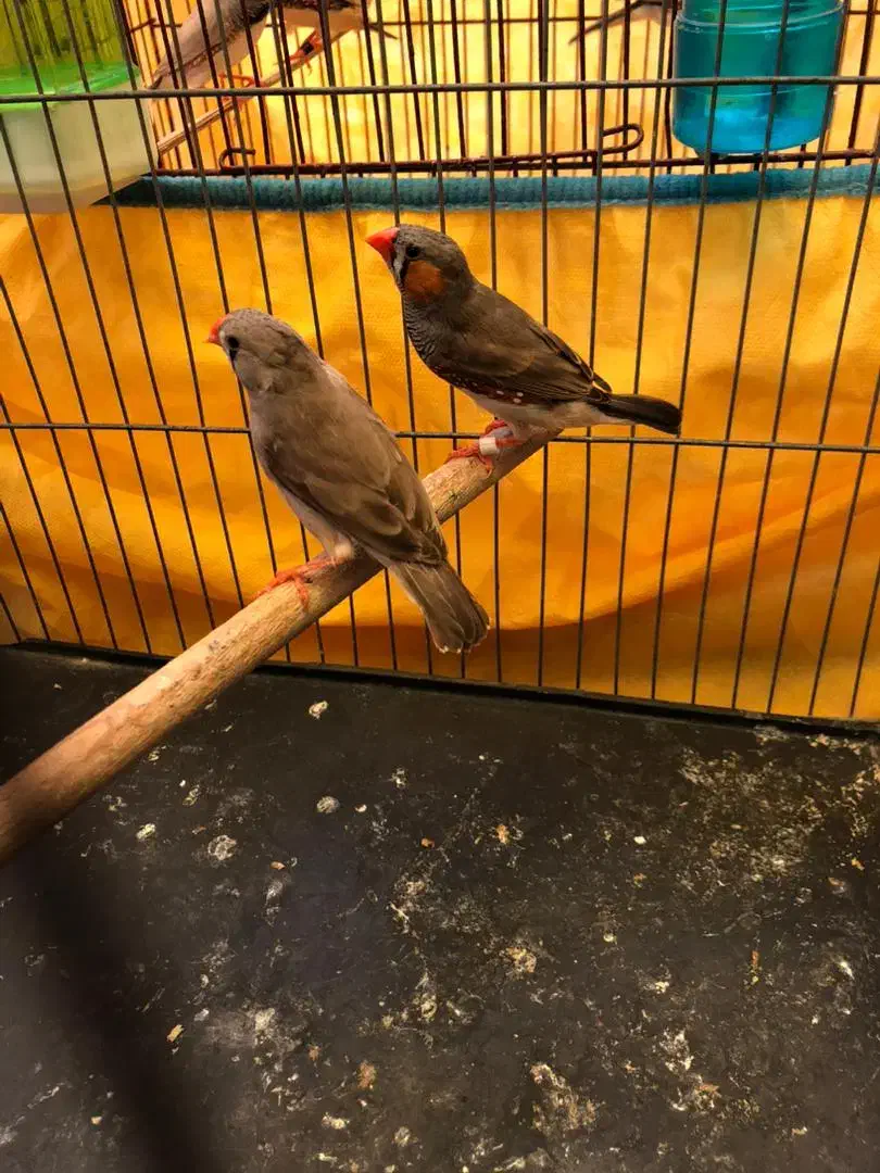 فنچ|پرنده|بندرعباس, |دیوار