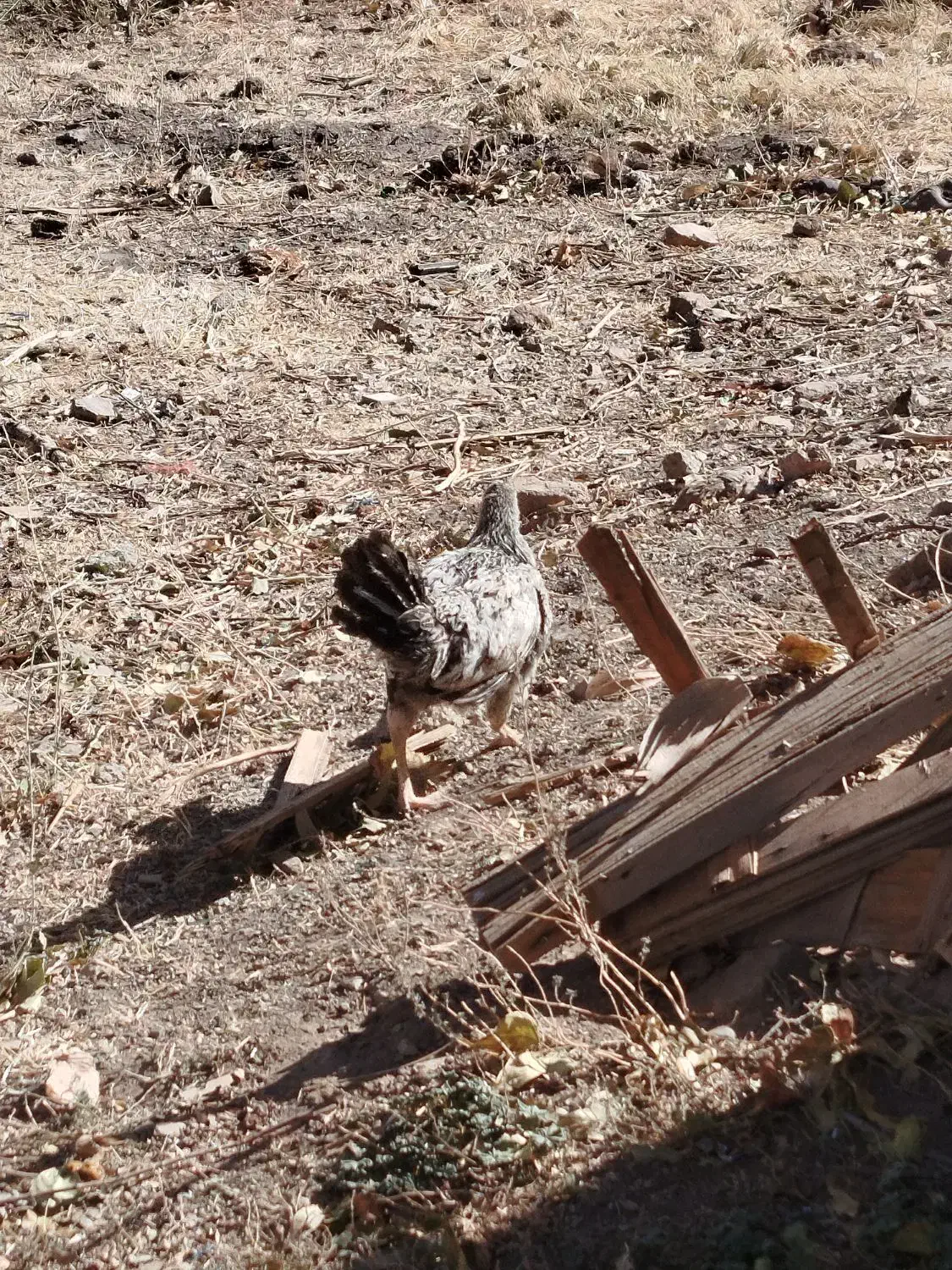 واروک|حیوانات مزرعه|دهگلان, |دیوار