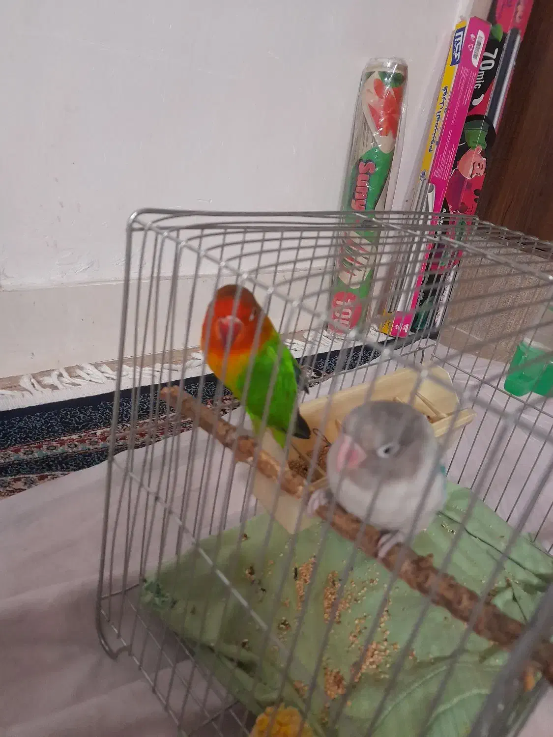 طوطی برزیلی|پرنده|ری, شهید بهشتی|دیوار