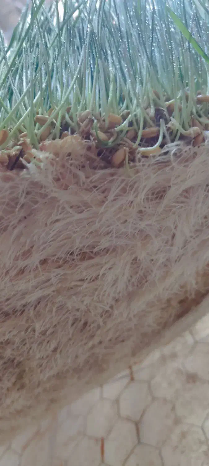 علوفه تازه مناسب دام و طیور|حیوانات مزرعه|سقز, |دیوار