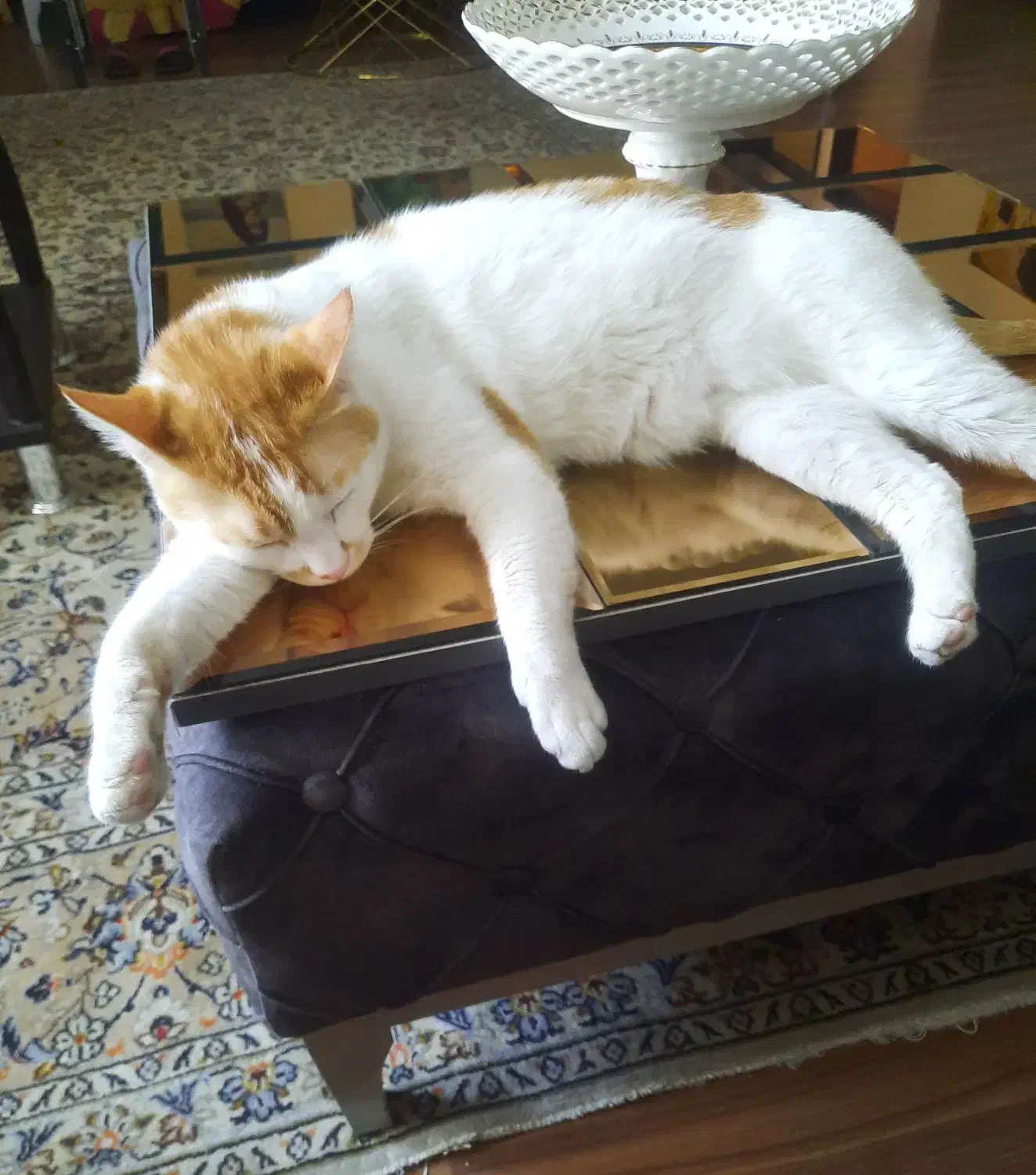 واگذاری|گربه|تهران, مینی‌سیتی (شهرک نفت)|دیوار