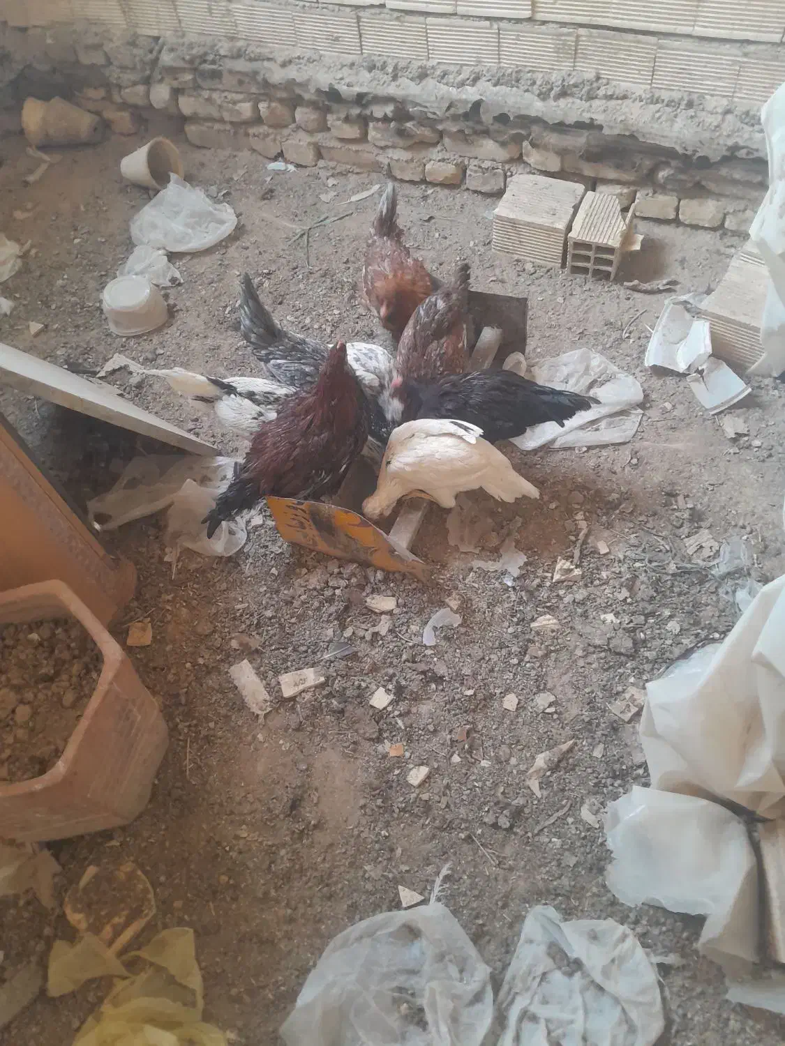 هشت عدد توتک گلین اصل|پرنده|خمینی‌شهر, |دیوار