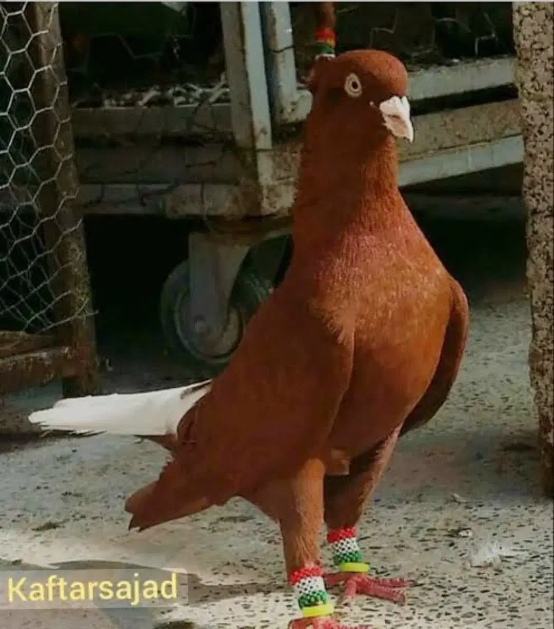 کبوتر|پرنده|شوط, |دیوار