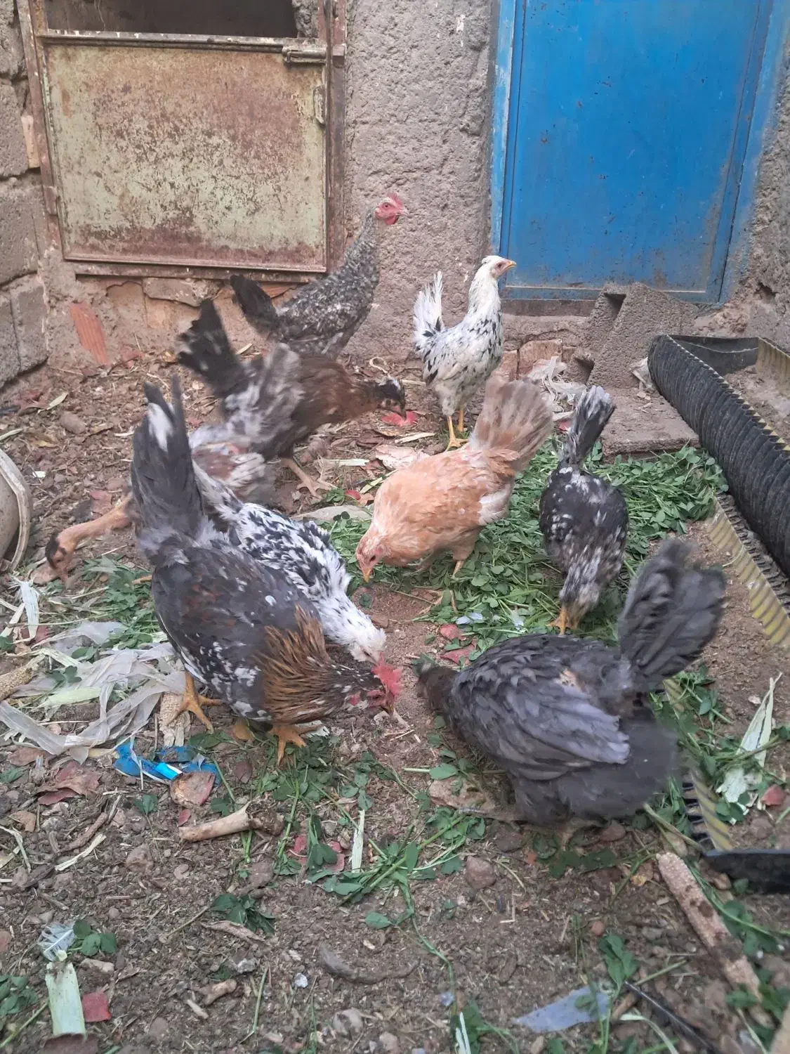 جوجه مرغ و خروس|حیوانات مزرعه|ماهان, |دیوار