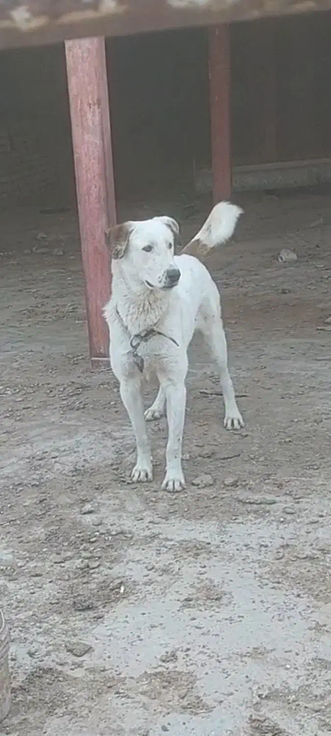 توله پژدر|سگ|قم, جاده معدن|دیوار