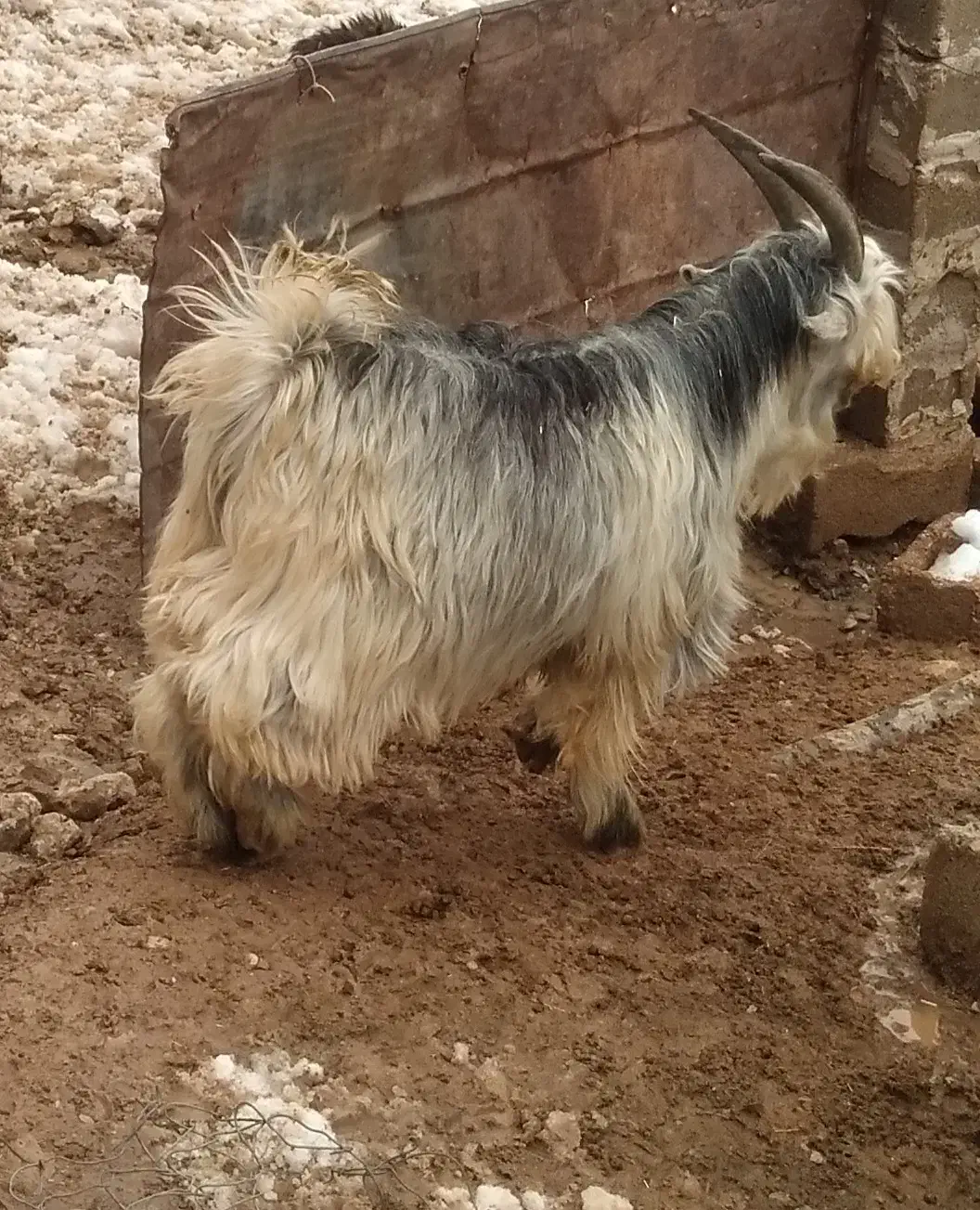 بیگ داشتی|حیوانات مزرعه|اردل, |دیوار