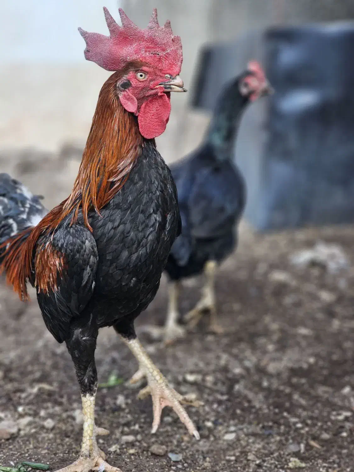 خروس لاری|حیوانات مزرعه|قزوین, |دیوار