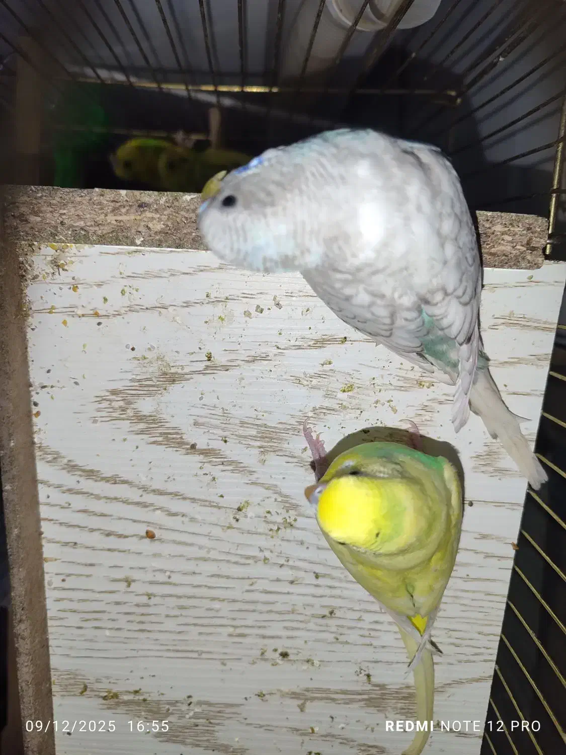 مرغ عشق|پرنده|مشهد, شترک|دیوار