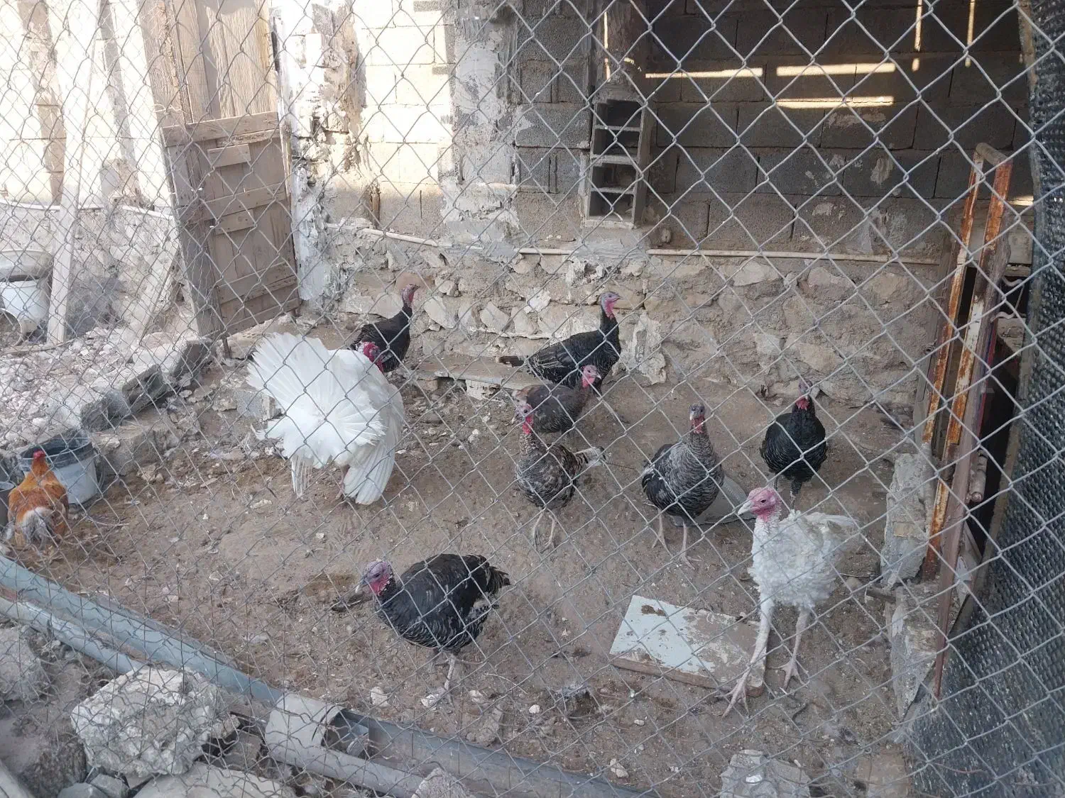 بوقلمون|حیوانات مزرعه|بندر گناوه, |دیوار