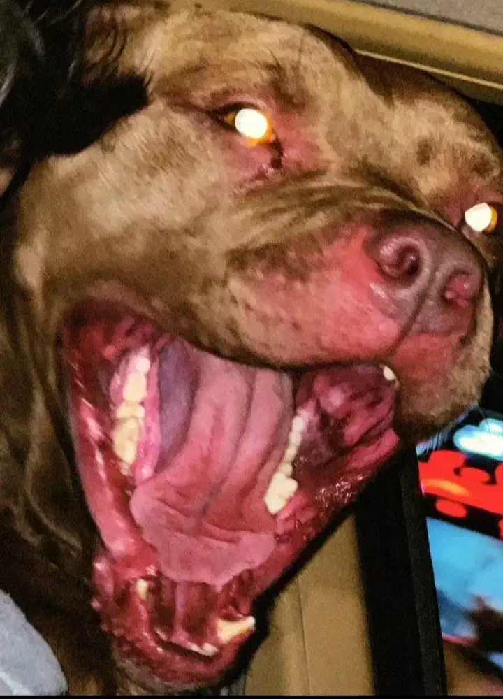 سگ پیت بول|سگ|نیشابور, شهرک رضوی|دیوار