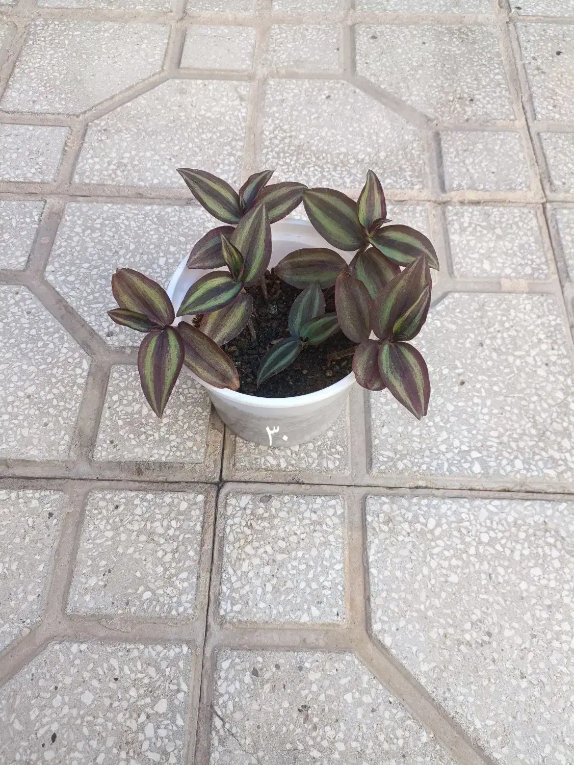 گل گندمی و برگ بیدی بنفش|گل و گیاه طبیعی|سبزوار, باهنر|دیوار