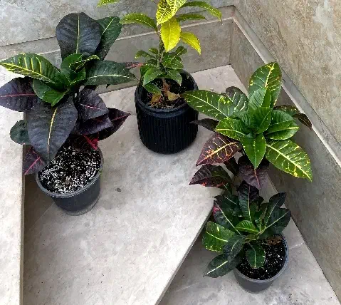 همه 100تا200|گل و گیاه طبیعی|نیشابور, شهید بهشتی|دیوار