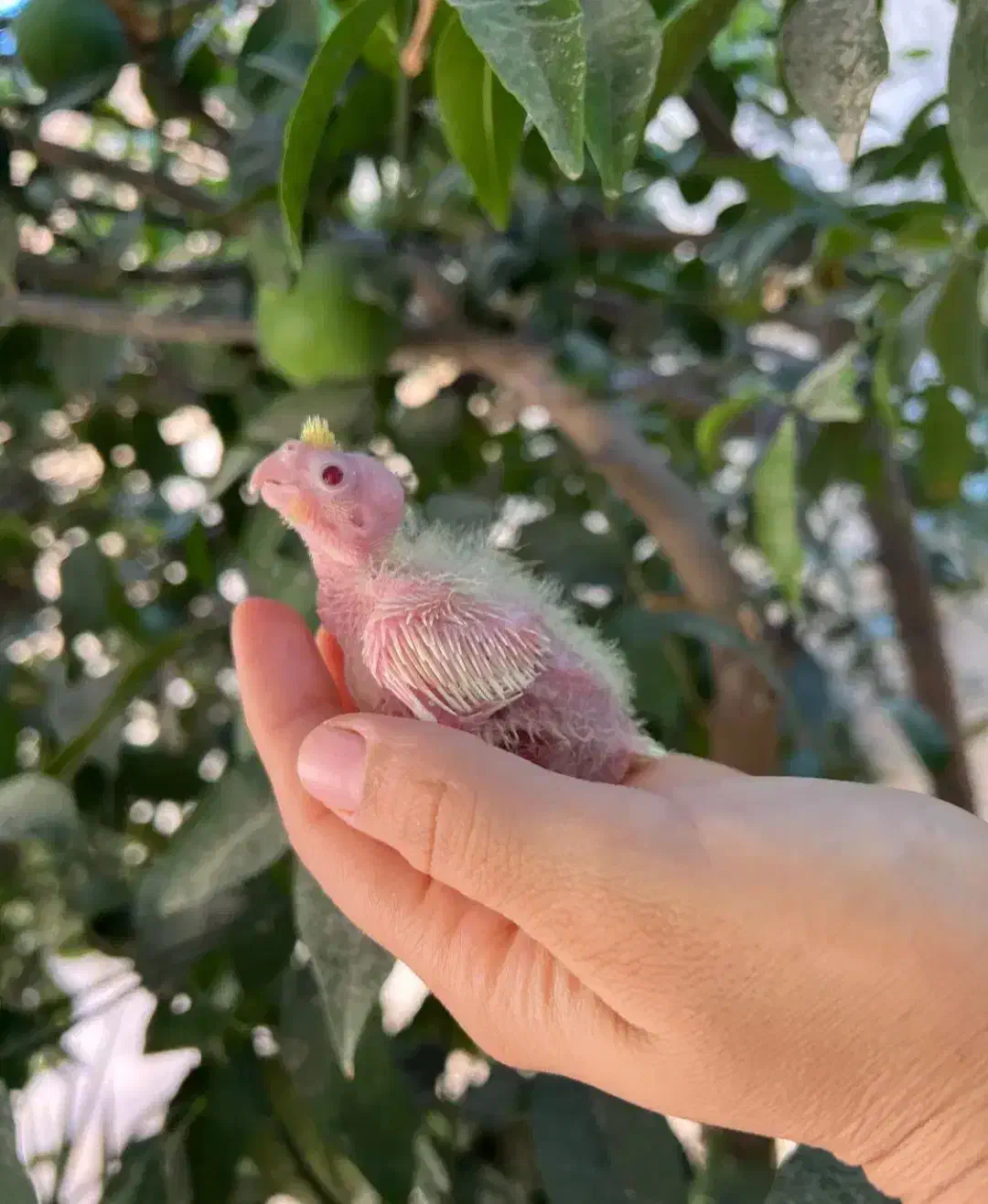 جوجه سرلاکی عروس هلندی لوتینو ۱روزه تا ۱۵ روزه|پرنده|مرودشت, شهرک مهدیه|دیوار