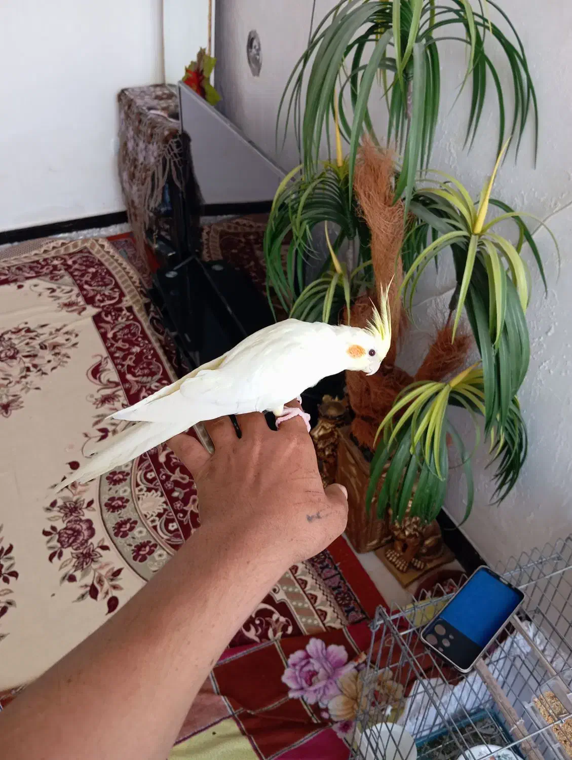 سه عدد عروس هلندی|پرنده|شیراز, کرونی(خاتونک)|دیوار