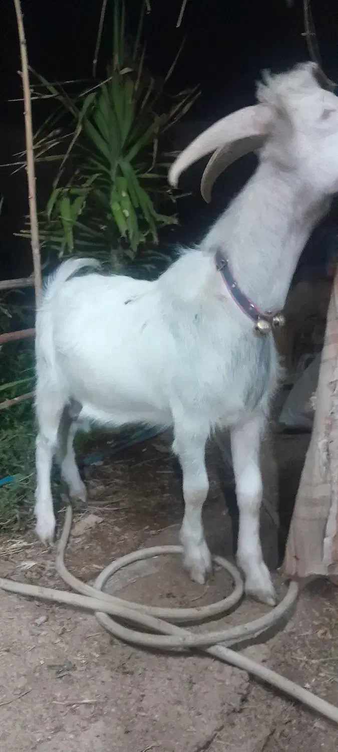 دو عدد چکل سانن|حیوانات مزرعه|فسا, |دیوار